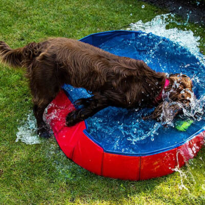 Nobby Hundepool Planschbecken Swimmingpool Pool für Hunde faltbar Abkühlung