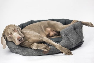 Nobby Hundebett oval Josi grau Mikrofaser waschbar Bett Kuschelbett Hund Katze
