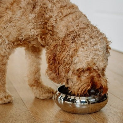 Nobby Edelstahlnapf Asil edel rutschfest Fressnapf Futternapf Wassernapf Hund