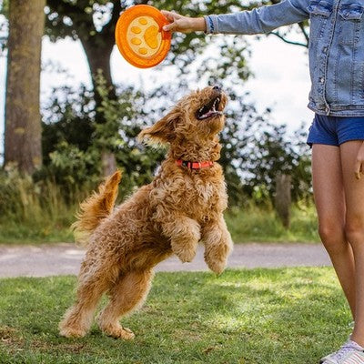 Nobby Hundespielzeug TPR Fly-Disc 22cm schwimmt Dog Disc Frisbee Scheibe robust