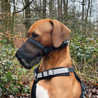 Nobby Giftköderschutz Giftköder Schutznetz für Hunde Trinken möglich Maulkorb