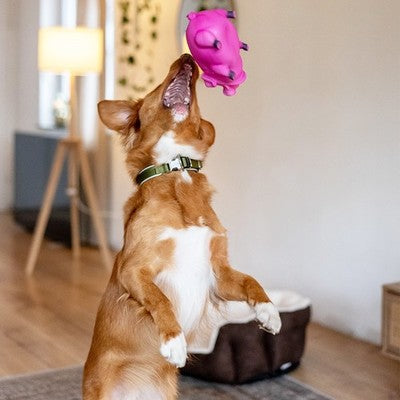 Nobby Latex Borstenschwein pink 20cm quietschend Hundespielzeug Spielzeug Hund