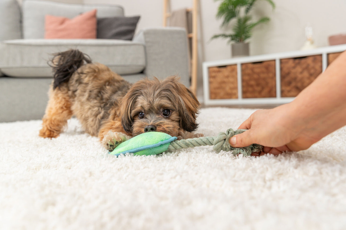 Trixie Hundespielzeug Tatze am Tau mit Stimme türkis 22cm Hund Spielzeug