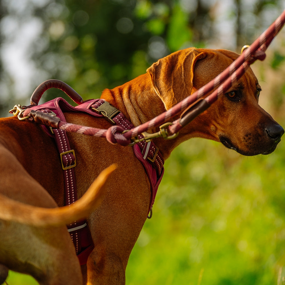 Nobby Sporty Führleine Hundeleine Leine 2m 3 fach verstellbar Reflektor Hund