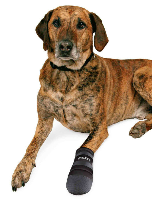 Trixie Walker Care Hundeschuhe Pfotenschutz Verletzungen schutz diverse Größen*