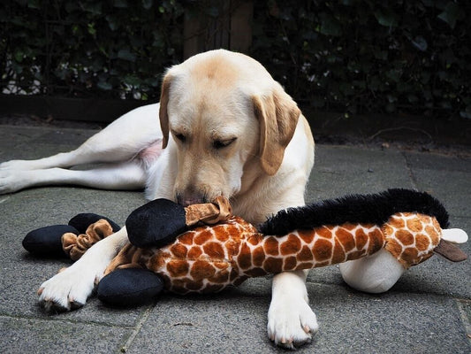 Nobby Plüsch Hundespielzeug Giraffe 72cm mit Squeaker Plüschspielzeug Hund