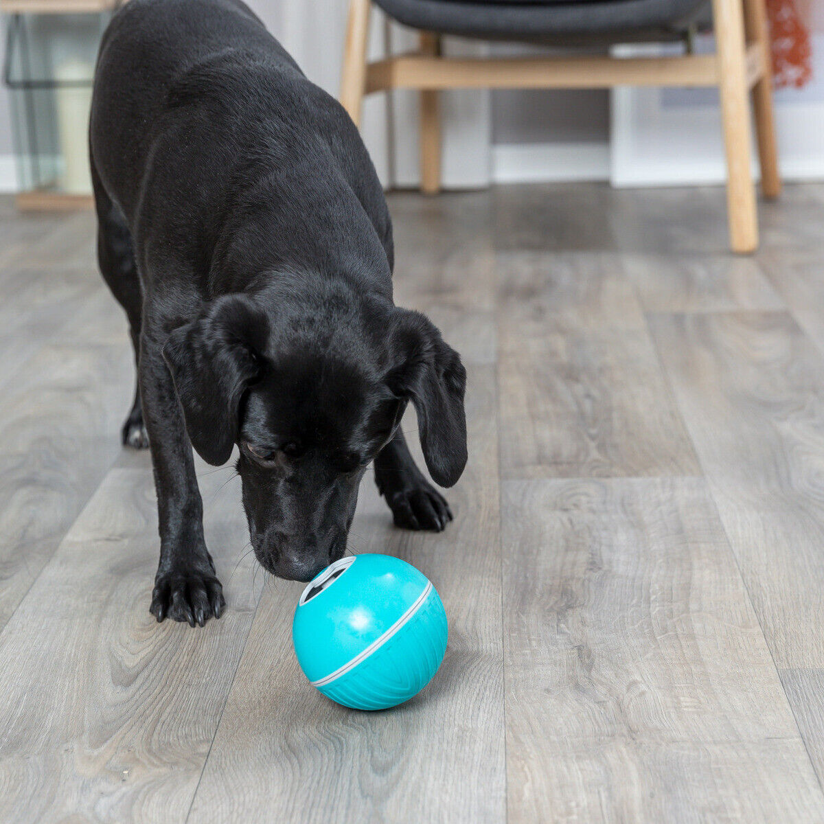 Trixie Hundespielzeug Snackball blau 7,5 cm Hund Dog leckerlie Spender