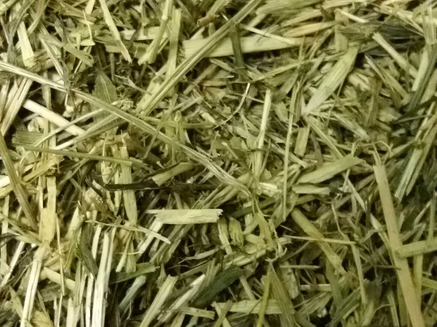 Grüner Hafer 1kg Nager Kaninchen Nagetiere Kleintiere Nagerfutter getreidefrei