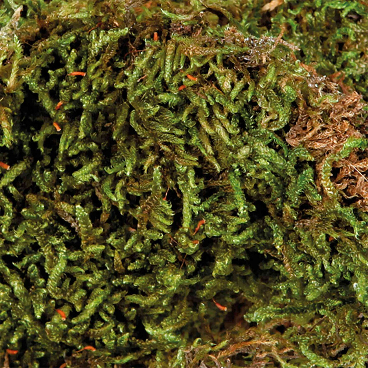 Trixie Terrarien Moos 200 g Terrariensubstrat Feuchtterrarien Reptilien