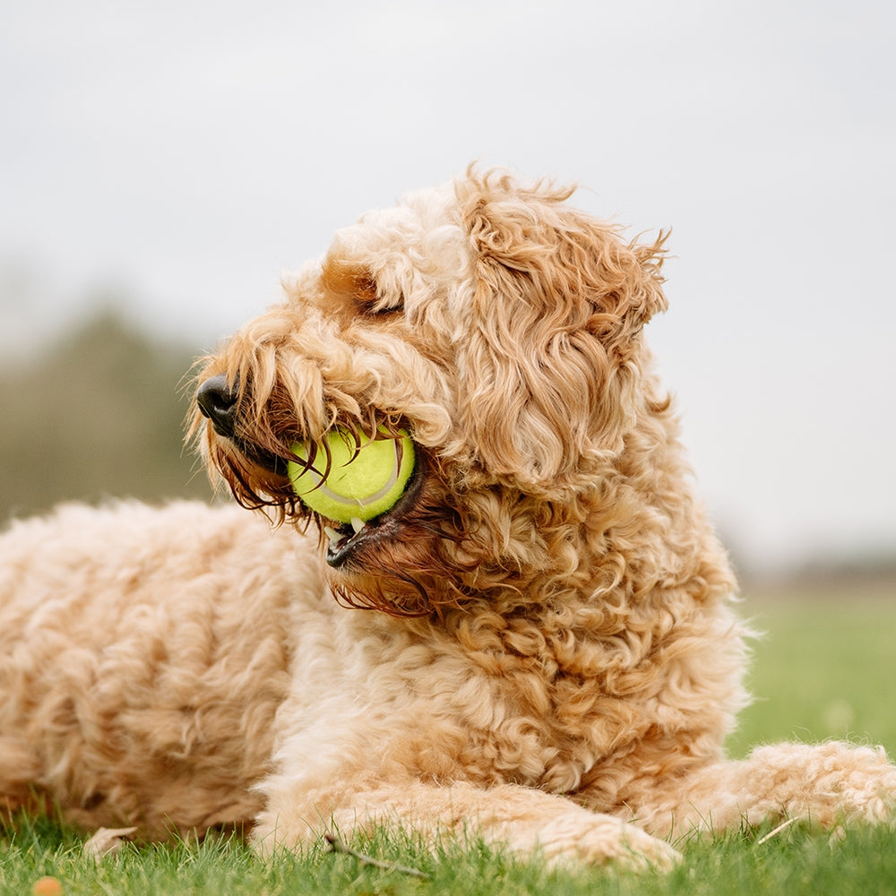 Nobby Tennisball 12 Stück Ball bunt 6,5cm Hundespielzeug Spielzeug Hund