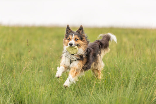 Trixie Hundespielzeug Igel TPR mit Stimme 12cm schwimmt Hund Spielzeug