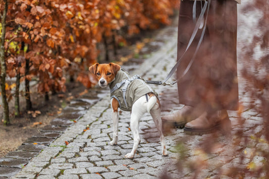 Trixie Hunde Geschirr Mantel Regenmantel Pontis Rain olivgrün NEU DIVERSE GRÖßEN