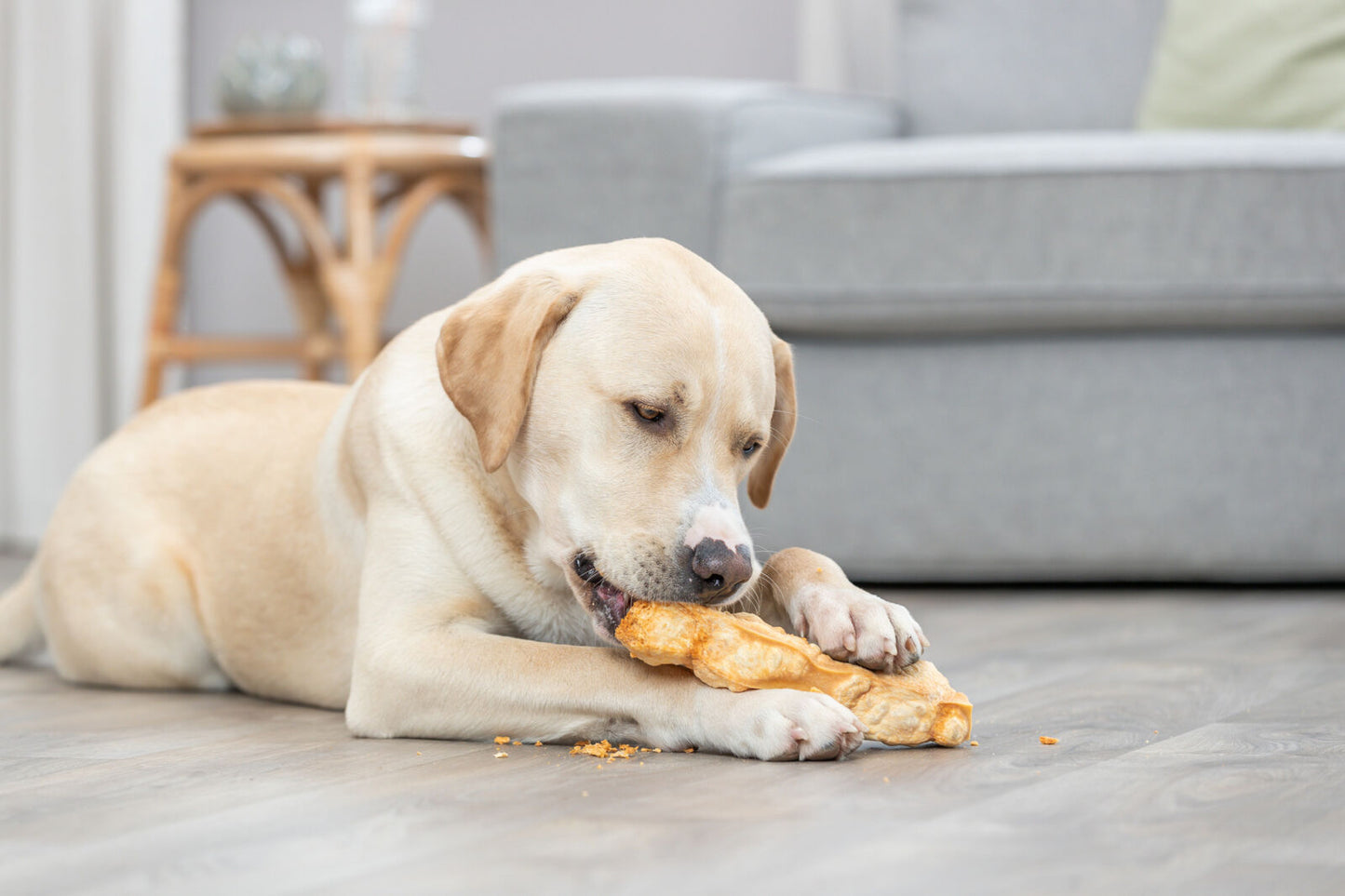 Kaukäse für Hunde ideal für allergieanfällige Hunde XS,S,M,L Snack Leckerlie