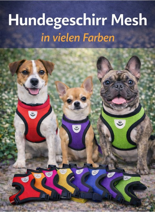 Hundegeschirr mit Leine Mash Soft Verstellbar Hund Dog kleine Hunde Geschir