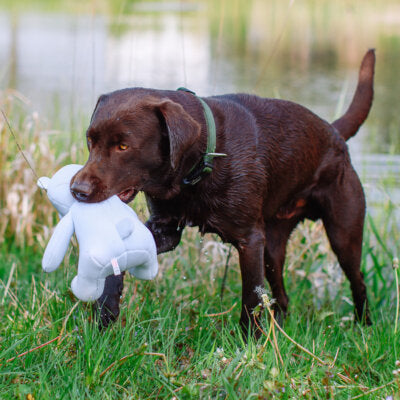 Nobby Hundespielzeug Eisbär Floating schwimmt quietschend Spielzeug Hund