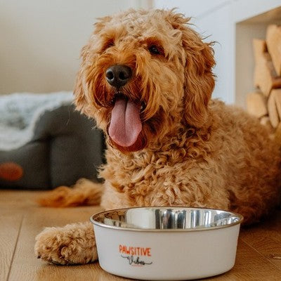 Nobby Hundenapf Pawsitive Vibes weiß rutschfest Napf Hund Futternapf Fressnapf