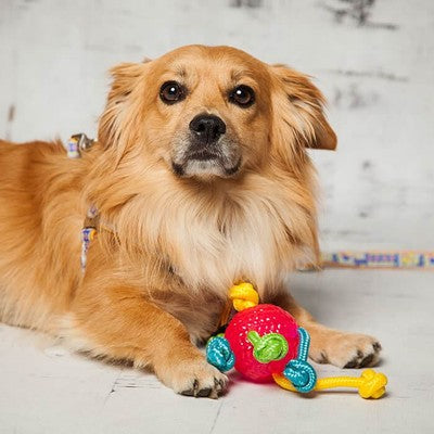 Nobby TPR Ball mit Seilen 8cm robust schwimmt Hundespielzeug Spielzeug Hund