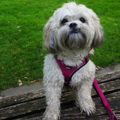 Nobby Geschirr Cayo Brustgeschirr atmungsaktiv Hundegeschirr Geschirr Hund