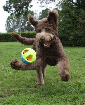 Nobby TPR Spielzeug Active Ball quietschend Snackball robust schwimmt Denta Hund