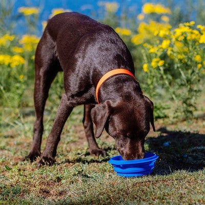 Nobby Silikon Reisenapf Napf Hund Futternapf Hundenapf Wassernapf Fressnapf