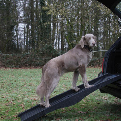 Nobby Hunderampe 40x152cm bis 60kg rückenschonend Rampe Hundetreppe Hund