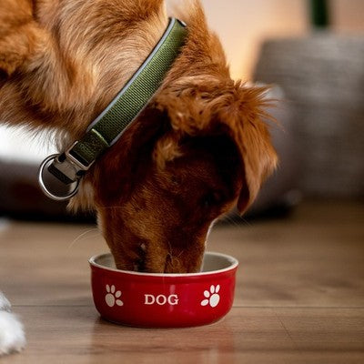 Nobby Hunde Keramiknapf schwarz/rot Dog Futternapf Fressnapf Napf Wassernapf