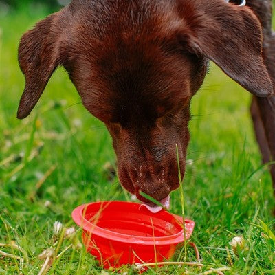 Nobby Silikon Reisenapf Napf Hund Futternapf Hundenapf Wassernapf Fressnapf