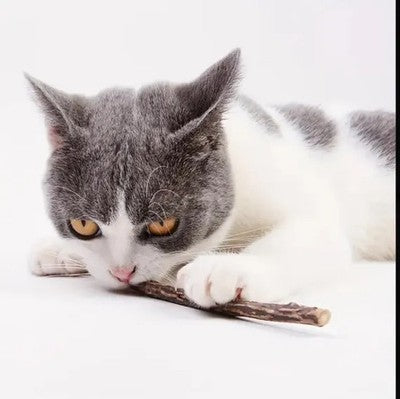 10 x original Matatabi Katzenminze Sticks Cat Nip Kausticks kauen spielen