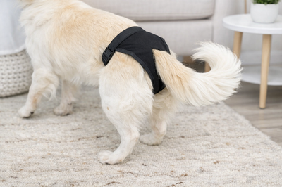 Schutzhöschen Hunde Hündin Schutzhose Läufigkeit schwarz XS S M L XL XXL