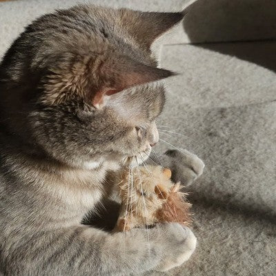 Nobby Katzenspielzeug Eichhörnchen mit Katzenminze und Stimme Katze Spielzeug