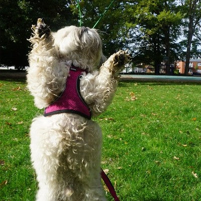 Nobby Geschirr Cayo Brustgeschirr atmungsaktiv Hundegeschirr Geschirr Hund