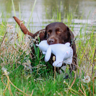 Nobby Hundespielzeug Eisbär Floating schwimmt quietschend Spielzeug Hund