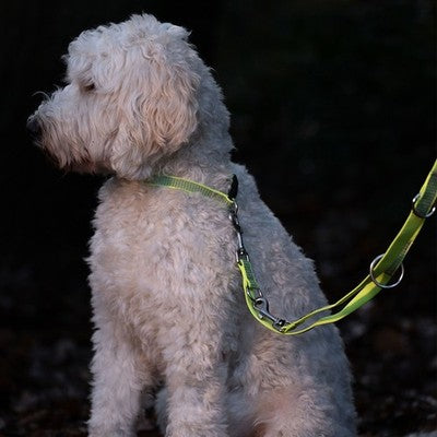 Nobby Halsband FULL REFLECT reflektiert gelb grau blau Hund Nylon Hundehalsband