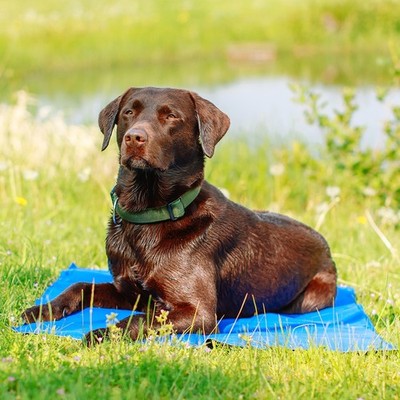 Nobby Kühlmatte blau Kühldecke Kühlkissen Gelfüllung Hund Katze