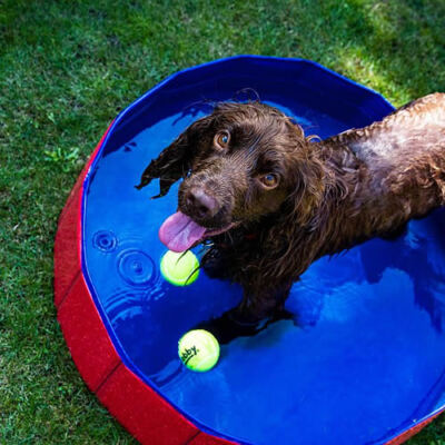 Nobby Hundepool Planschbecken Swimmingpool Pool für Hunde faltbar Abkühlung