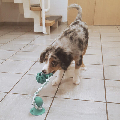 Nobby Hundespielzeug Gummi Ball 50cm Seil Dental Zahnpasta Spielzeug Hund