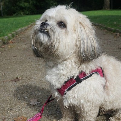 Nobby Geschirr Cayo Brustgeschirr atmungsaktiv Hundegeschirr Geschirr Hund