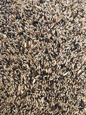 Tessmers Kanarienvogelfutter ohne Rüpsen 2 kg Premium Qualität Kanarienvogel (Kopie)