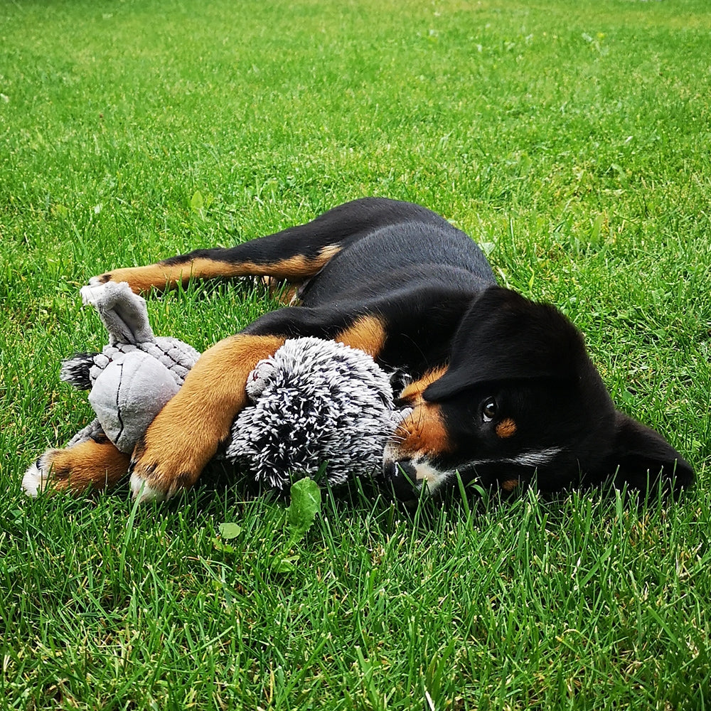 Nobby Hundespielzeug Plüsch Esel 24cm quietschend mit TPR Ball Spielzeug Hund