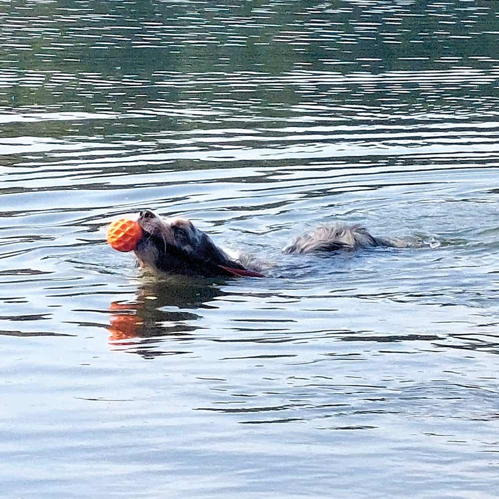Nobby Hundespielzeug TPR Ball schwimmt Wafer robust elastische Schlaufe Hund