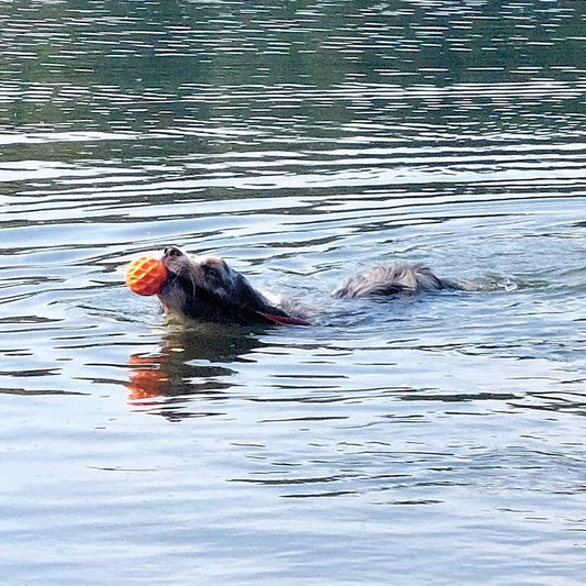 Nobby Hundespielzeug TPR Ball schwimmt Wafer robust elastische Schlaufe Hund