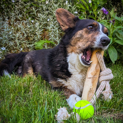 Nobby Hundespielzeug Kaffeeholz mit Seil Tau Spieltau natürlich Spielzeug Hund