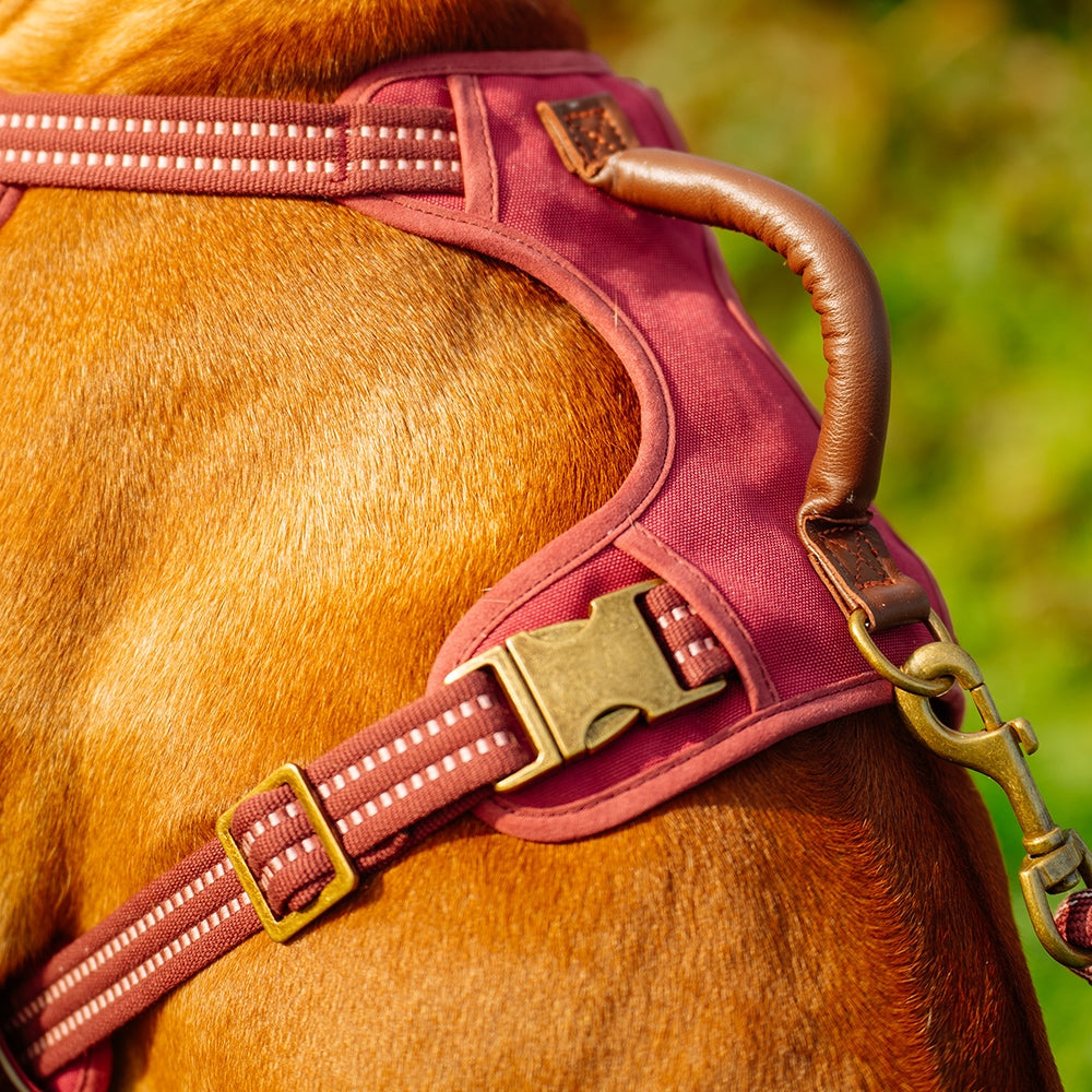 Nobby Hundegeschirr Sporty Brustgeschirr Geschirr stabil ergonomisch Hund