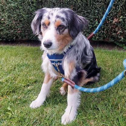 Nobby Führleine  SPORTY   rot L: 200 cm, B: 13 mm Hund Dog Leine