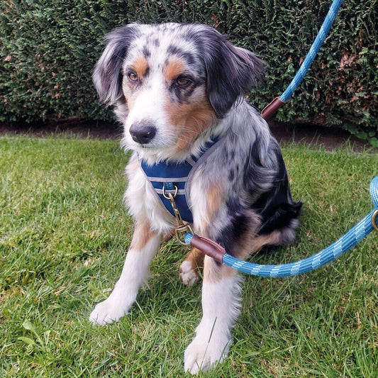 Nobby Führleine  SPORTY   rot L: 200 cm, B: 13 mm Hund Dog Leine