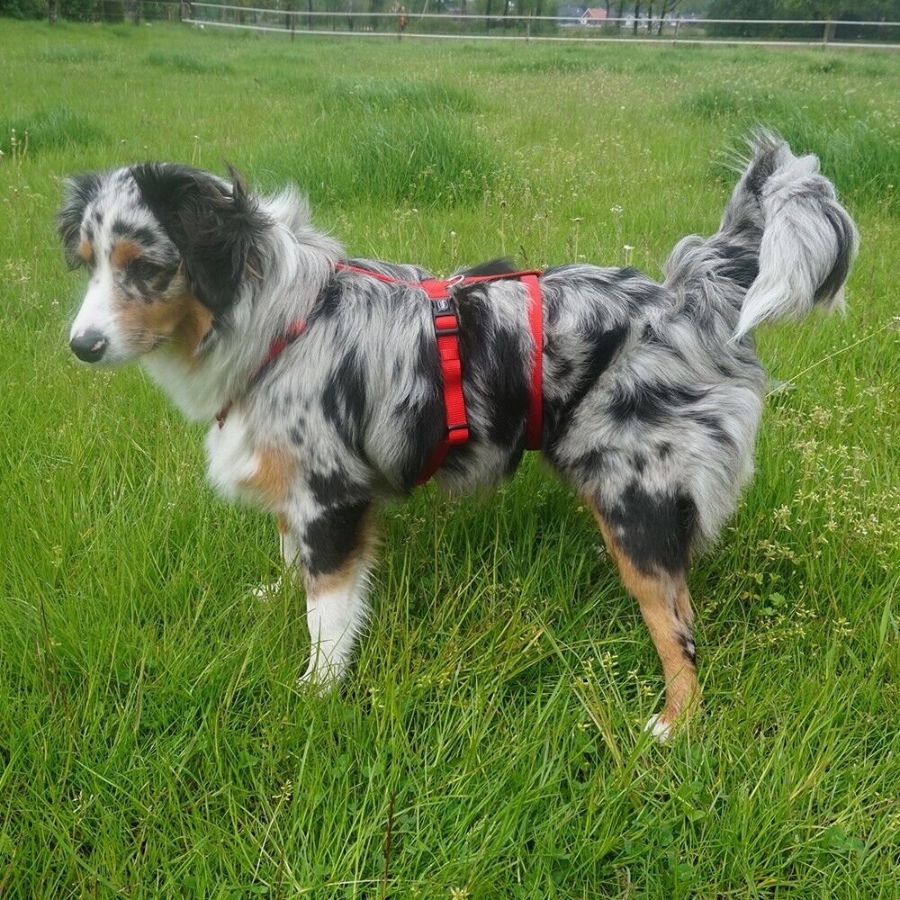 Nobby Sicherheitsgeschirr TURVA - Nylon Neopren - Panikgeschirr Hundegeschirr