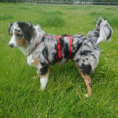 Nobby Sicherheitsgeschirr TURVA - Nylon Neopren - Panikgeschirr Hundegeschirr