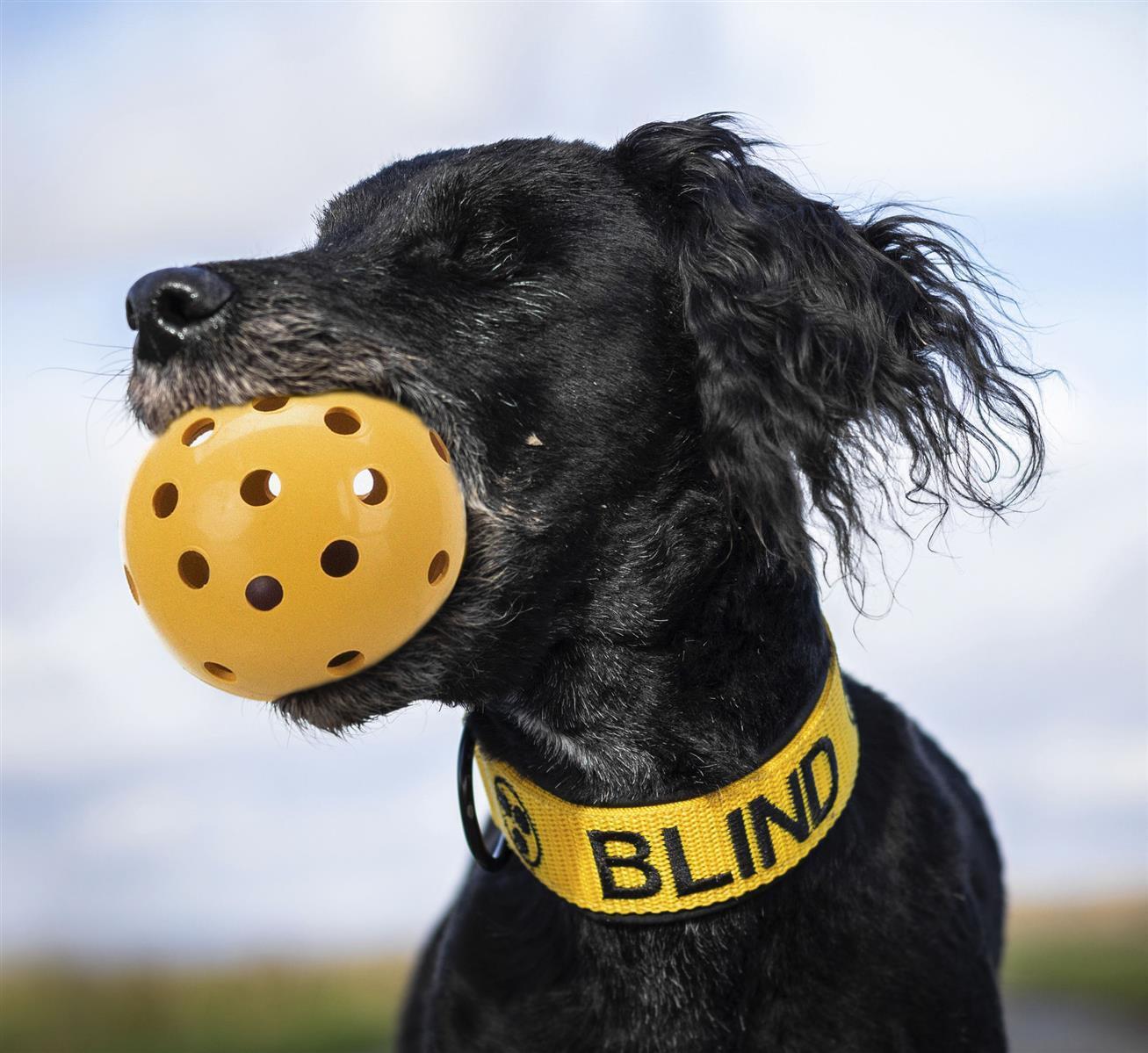 Trixie Ball Spezialball für BLINDE und sehbehinderte HUNDE mit Schelle Spielzeug