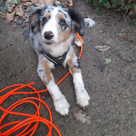 Nobby Schleppleine  Cover  rund Hund Dog Leine