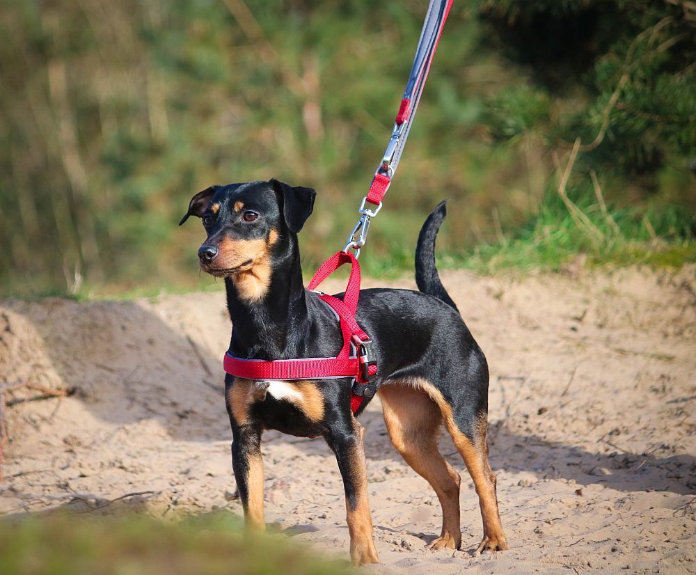 Nobby Norwegergeschirr Classic Preno Royal Hund Dog L, XL, S-M, M-L, L-XL